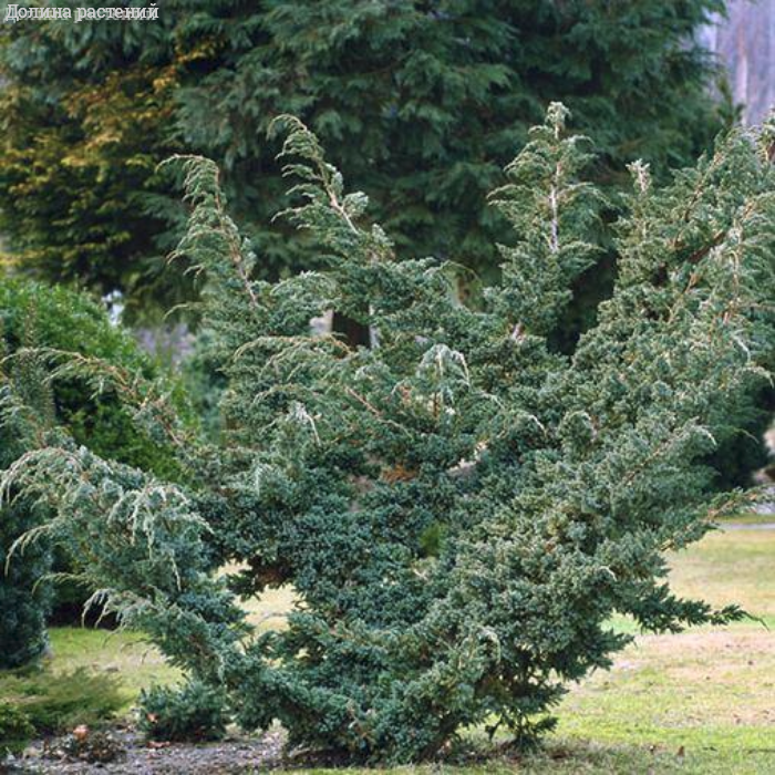 Можжевельник чешуйчатый Мейери  (Juniperus squamata «Meyeri»), С 7,5, диам: 80 см
