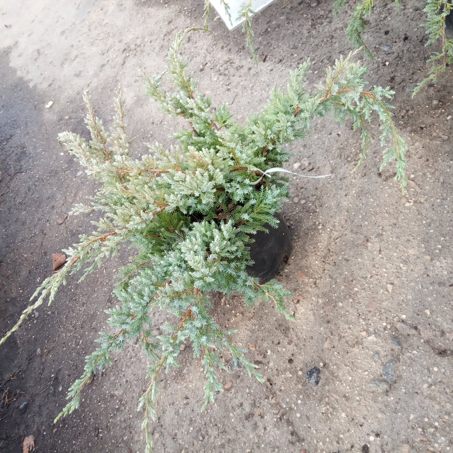 Можжевельник чешуйчатый  Холгер  (Juniperus squamata `Holger`) С5