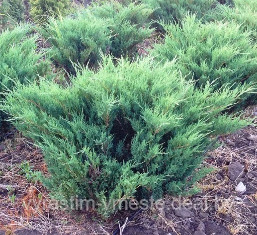 Можжевельник Блю Донай (Juniperus sabina Blue Donau) С3 В.40-50 см