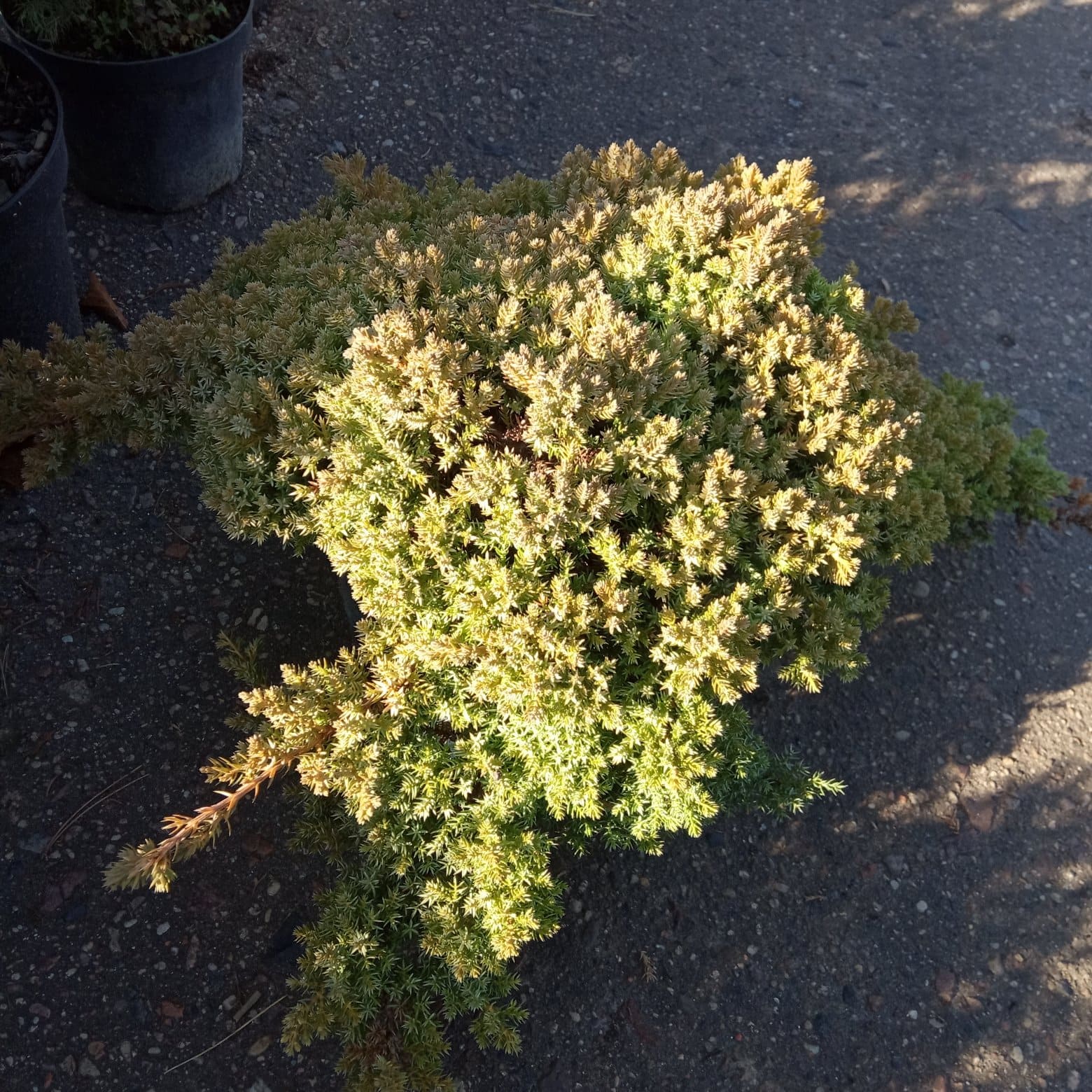 Можжевельник лежачий &laquo;Нана&raquo;  Juniperus procumbens &laquo;Nana&raquo;