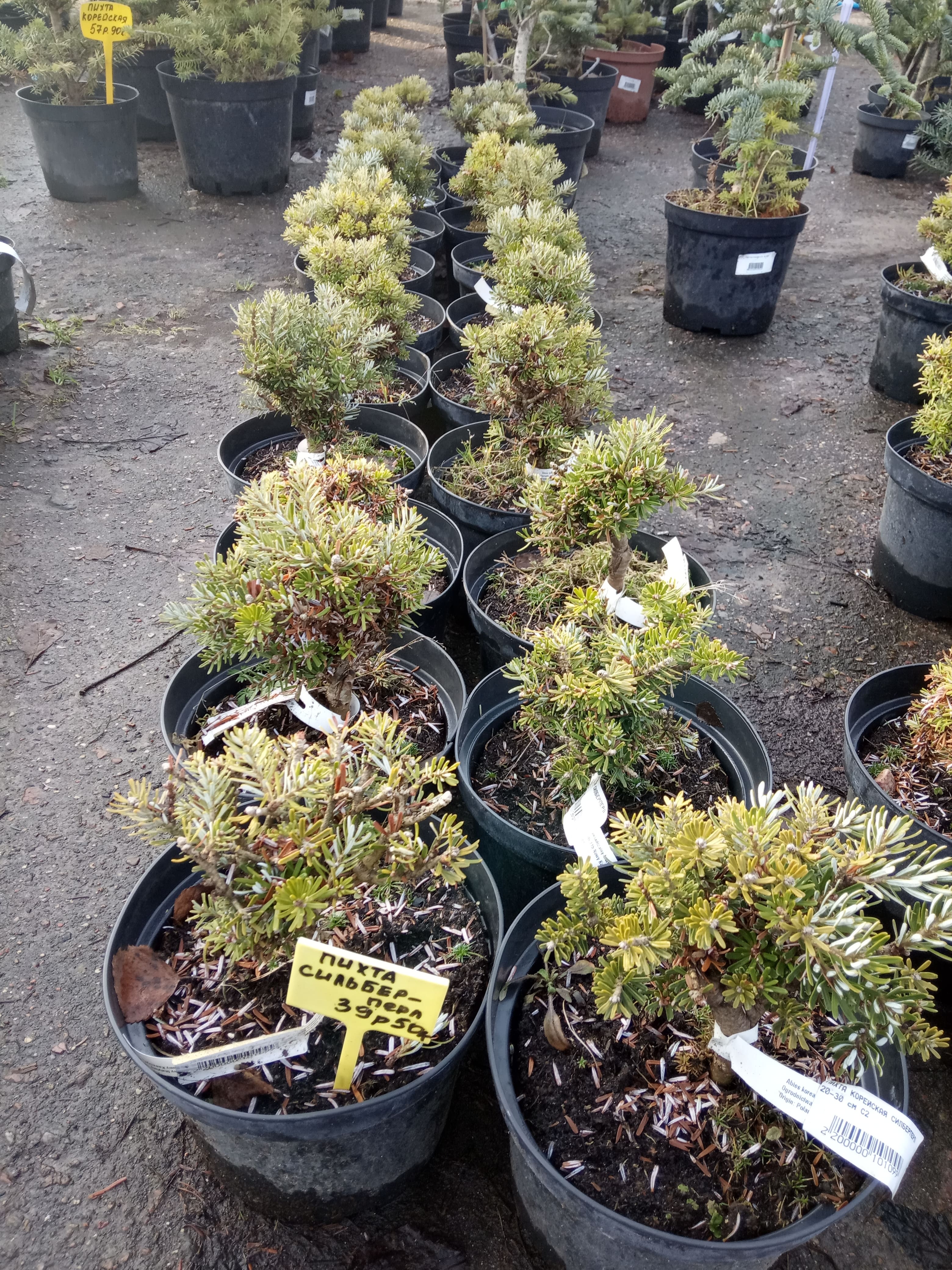 Пихта корейская Сильберлок   Abies koreana Silberlocke