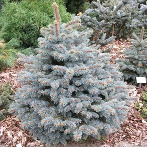 Ель колючая голубая Роял Блю (Picea pungens 'Royal blue'), С35, выс:110 см 