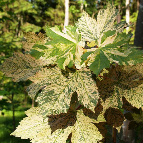 Клен Леопольди (Acer pseudoplatanus Leopoldii) С10, выс:200 см