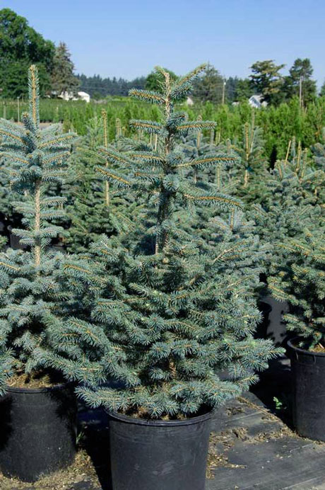 Ель колючая Глаука (Picea pungens Glauca) С35, выс:195 см