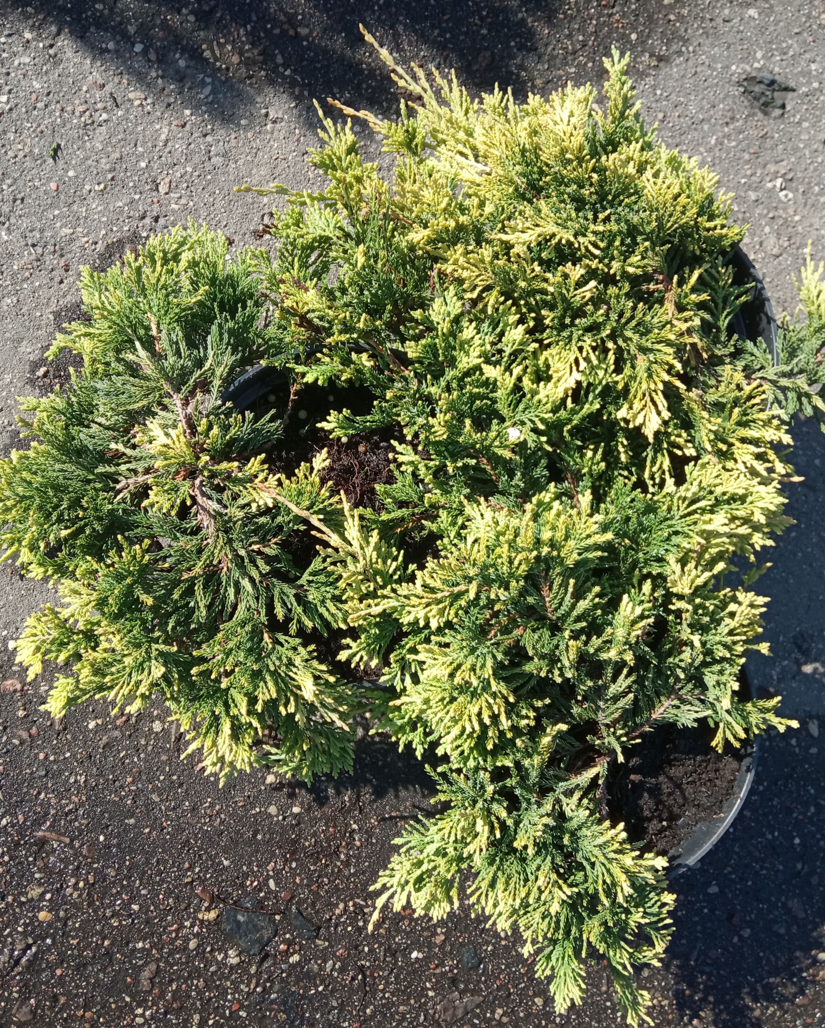 Можжевельник горизонтальный Голден Карпет, С3, диам:25-30см