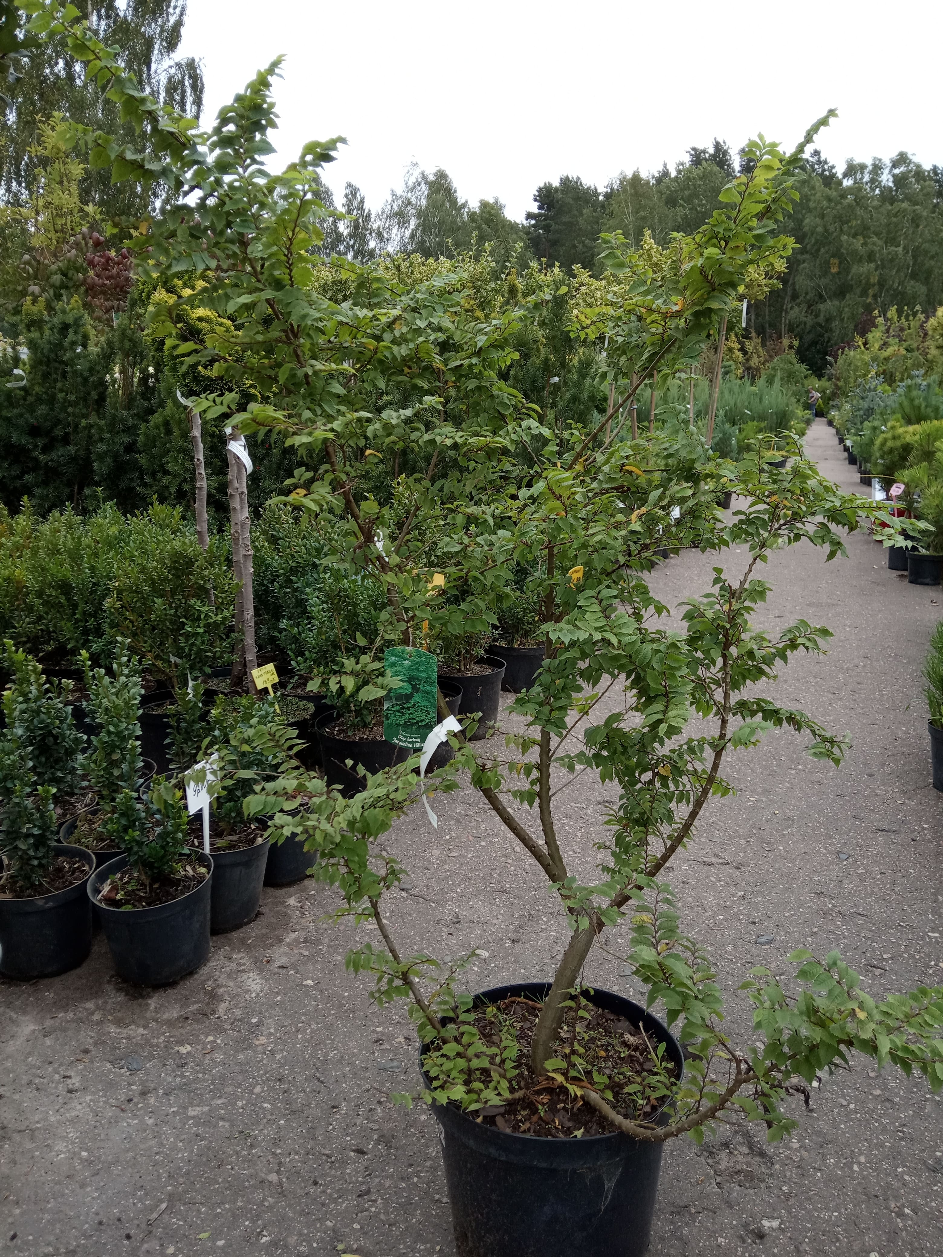 Вяз малый Жаклин Хилье (Ulmus minor Jacqueline Hillier)