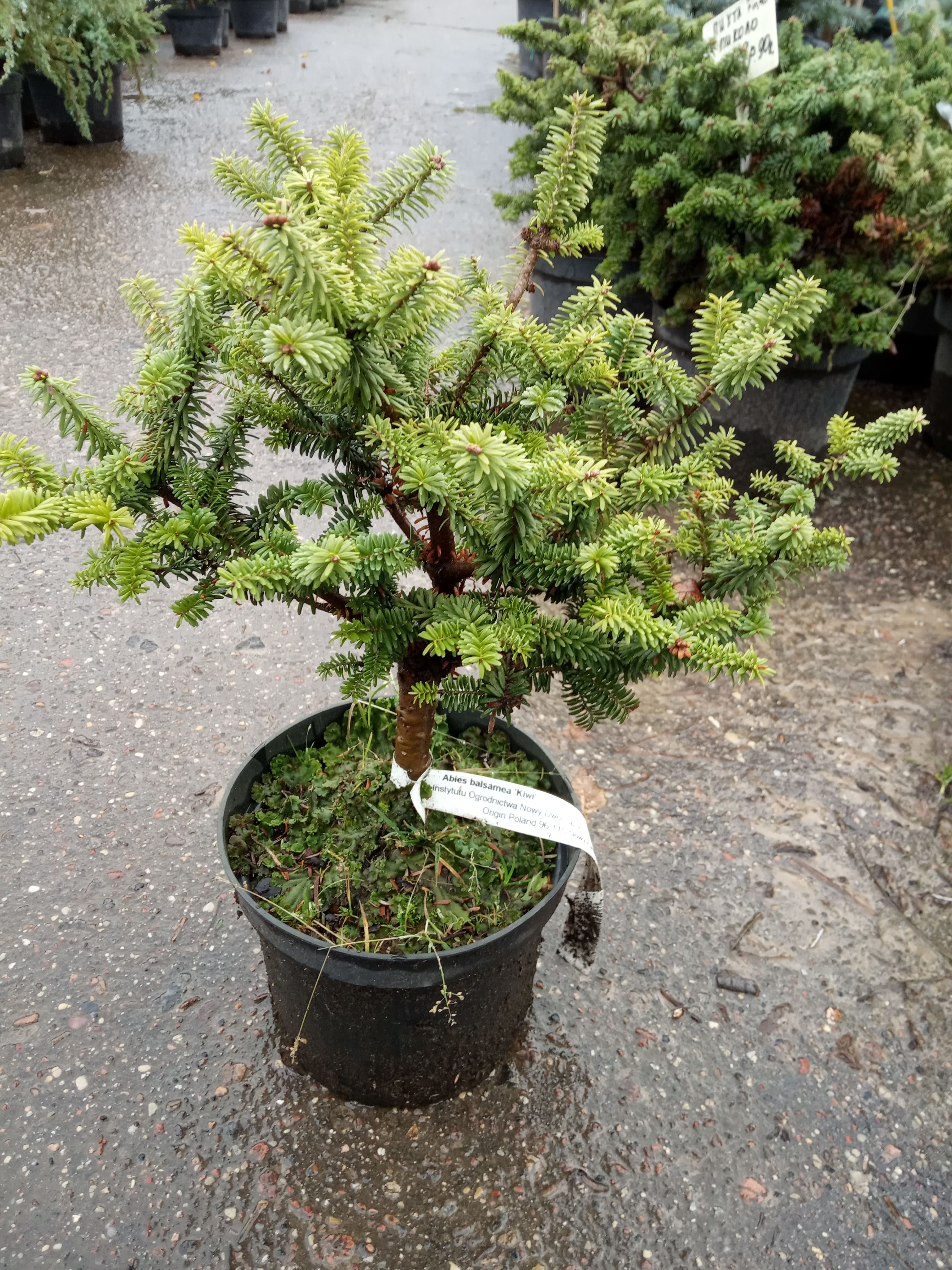 Пихта бальзамическая Киви  Abies balsamea Kiwi