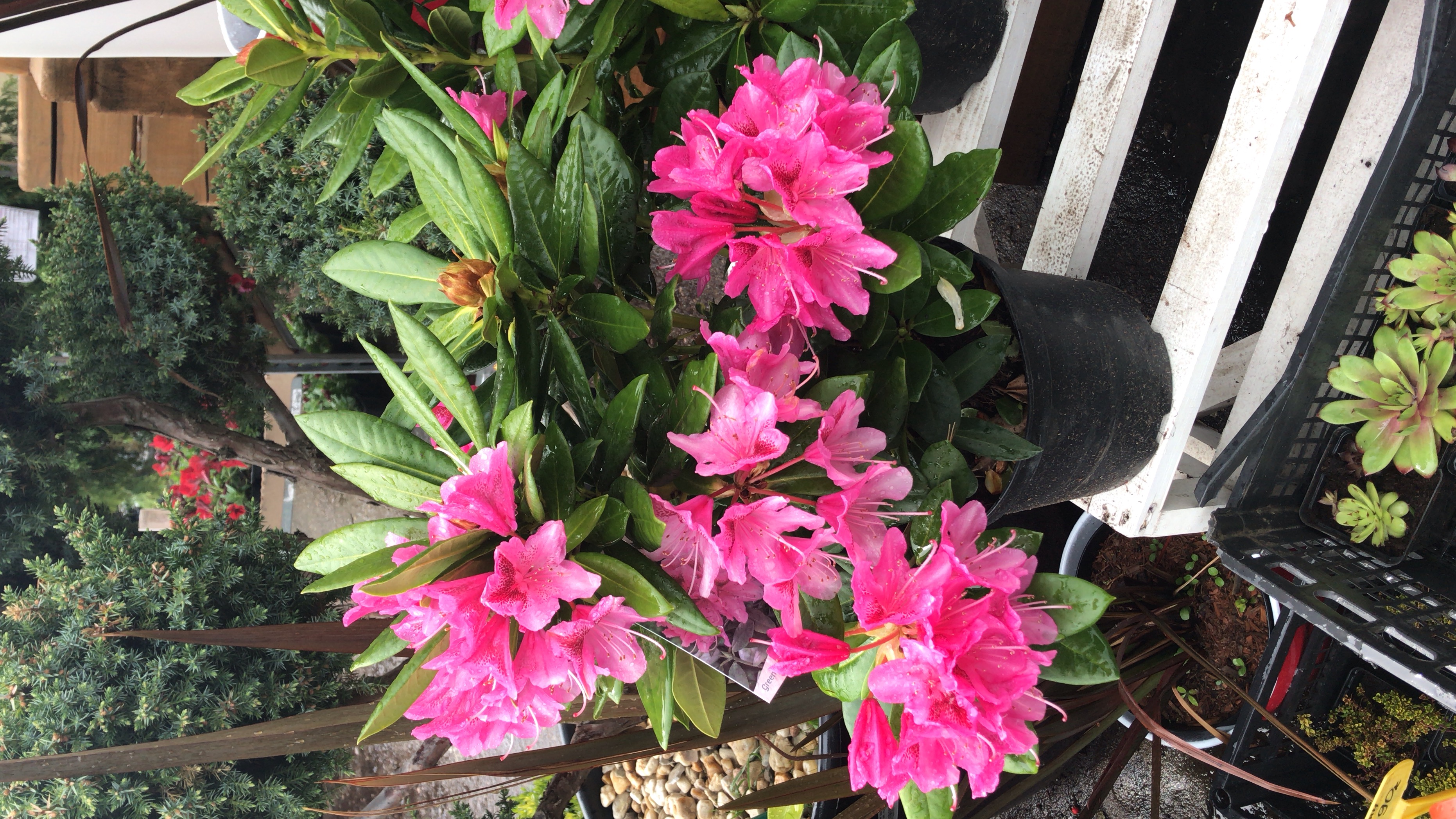 Рододендрон в ассортименте, С2-С3