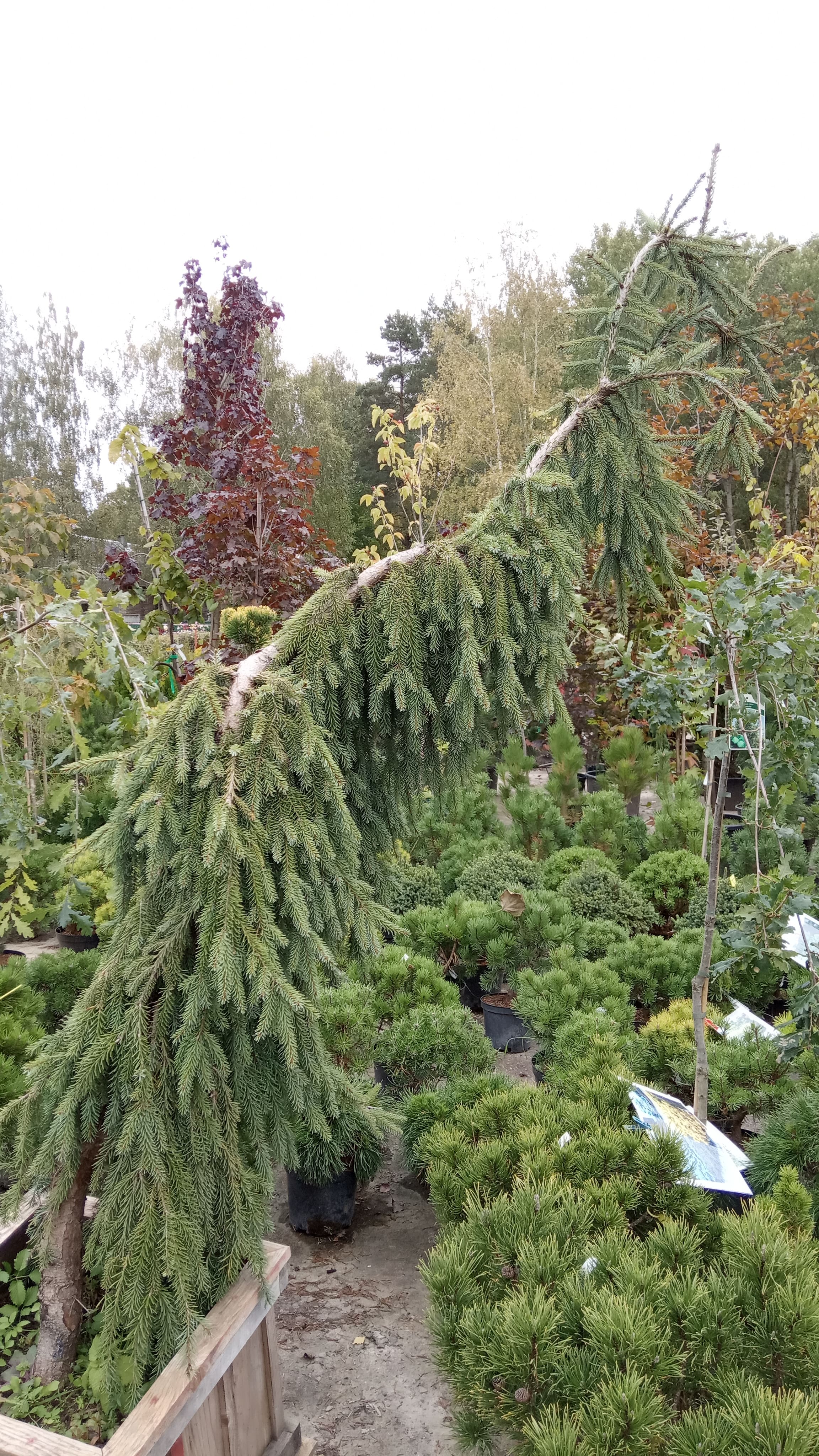 Ель обыкновенная Инверса (Inversa)