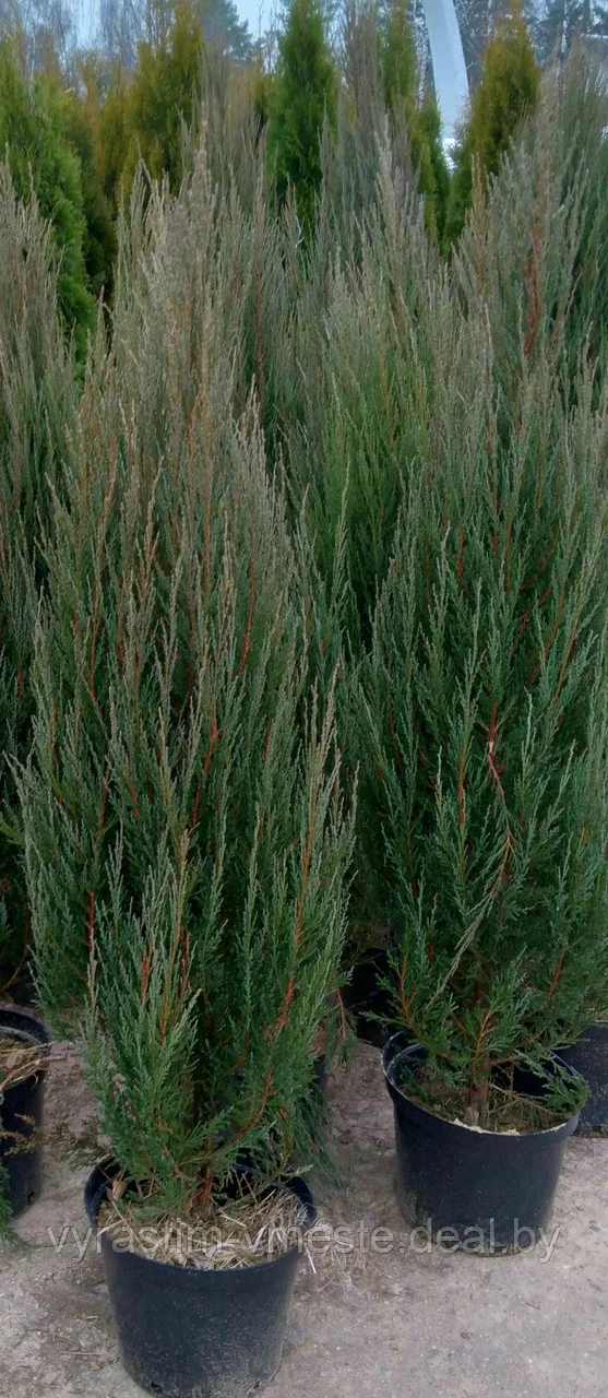 Можжевельник скальный  Блю Аров / Эроу (Juniperus  scopulorum  'Blue  Arrow’) 