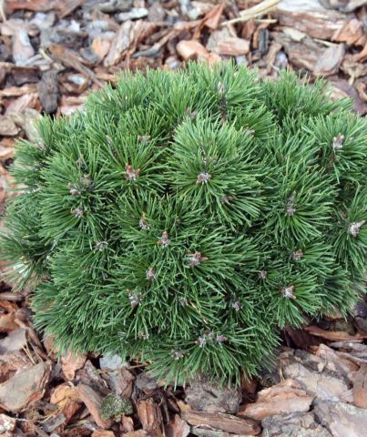 Сосна горная Винзиг (Pinus mugo Winzig) С5, выс:30-40 см
