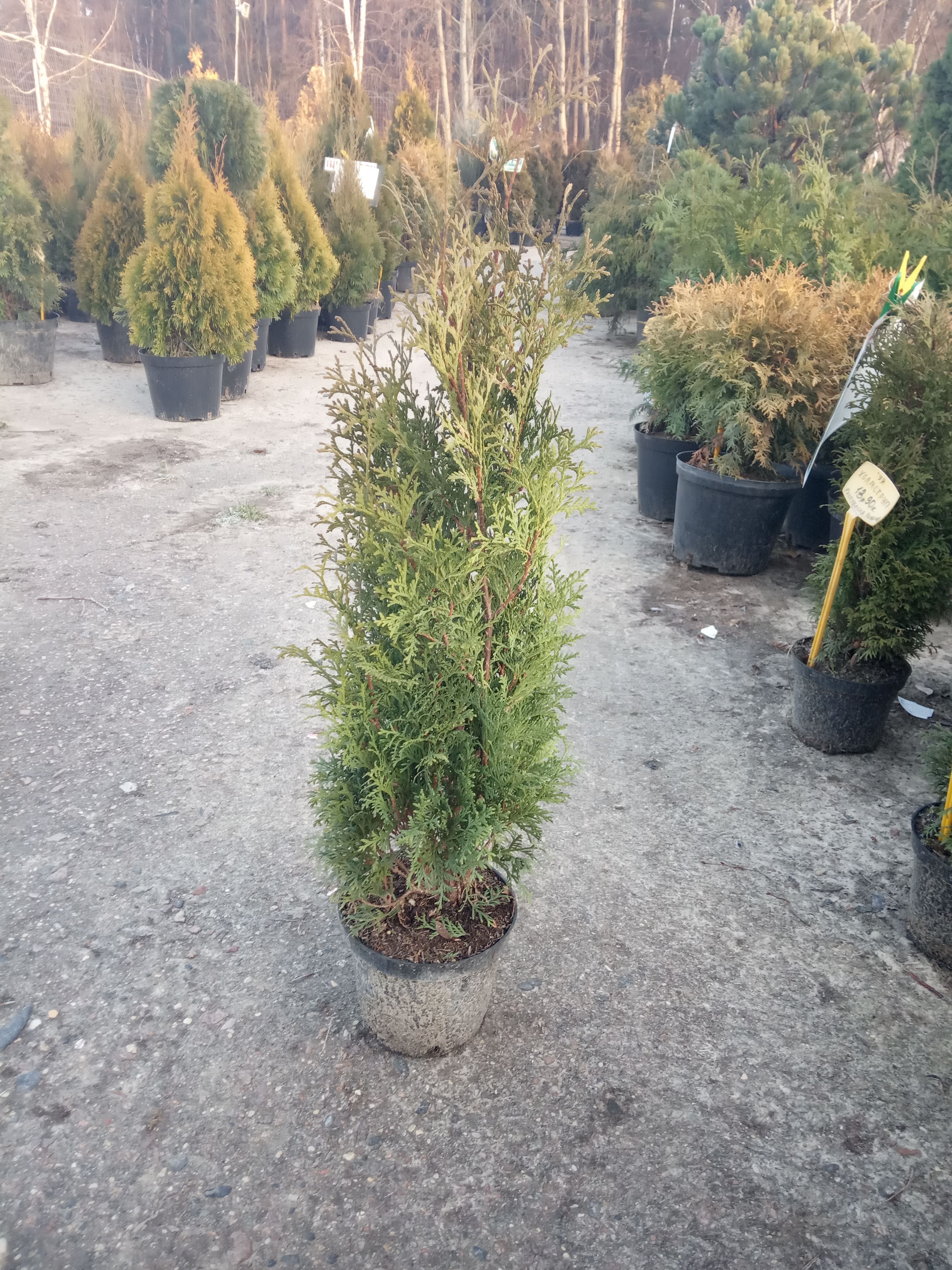 Туя западная Малоняна Thuja occidentalis Malonyan
