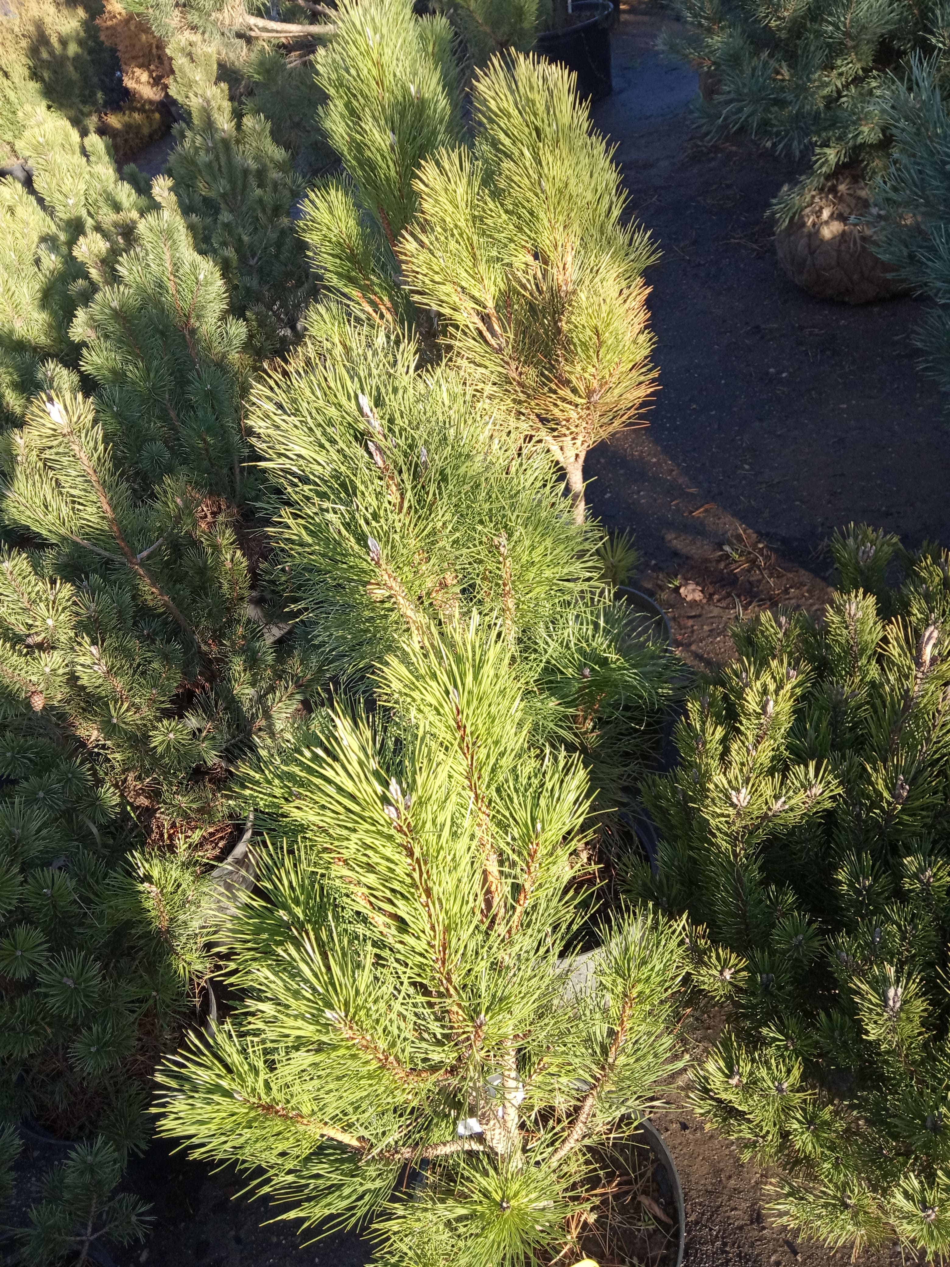Сосна обыкновенная Фастигиата Pinus sylvestris Fastigiata