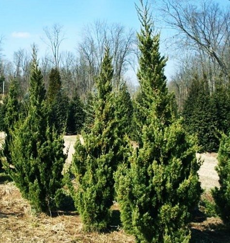 Можжевельник китайский  Робуста Грин  (Juniperus chinensis  ‘Robusta Green’), С3, выс:40-50см