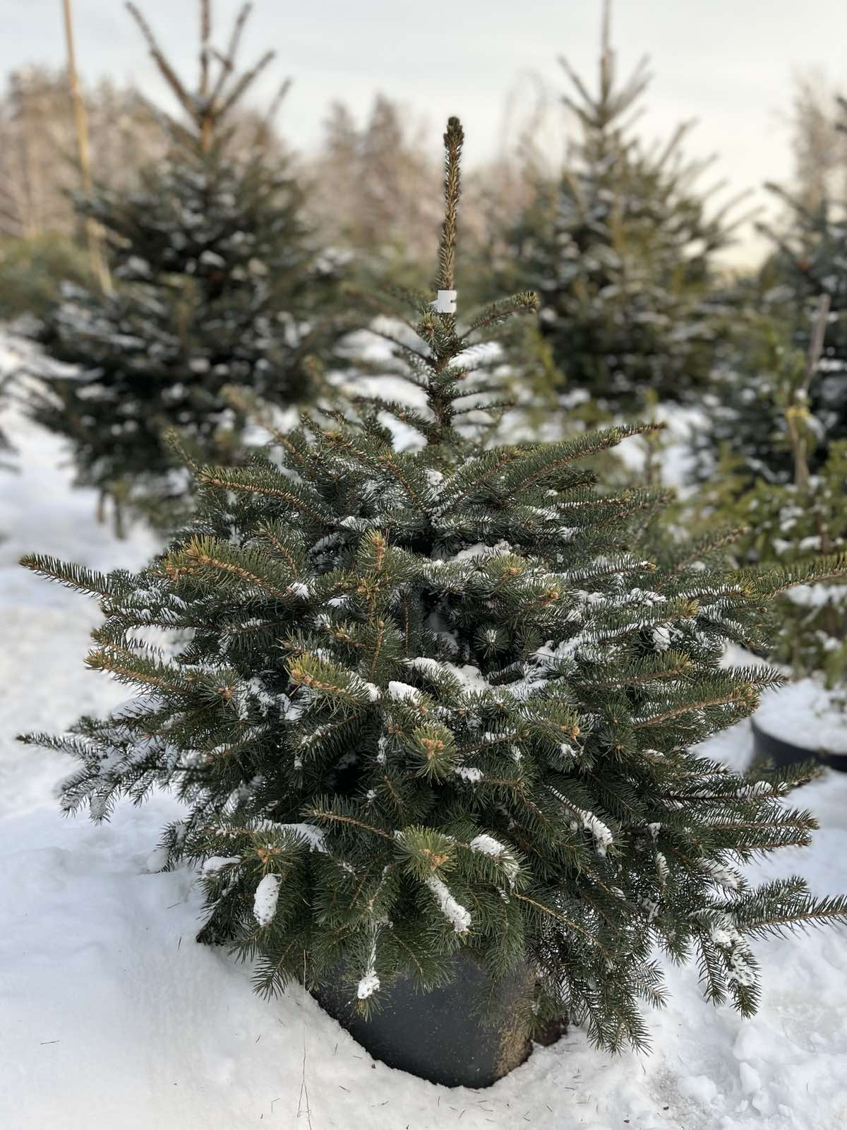 Ель колючая Глаука (Picea pungens Glauca) С35, выс:110-120 см 