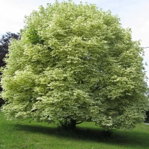 Клен Друммонди (Acer platanoides Drummondii) С50, выс. 500см
