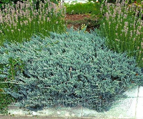 Можжевельник горизонтальный Блю Чип (Juniperus horisontalis Blue Chip) С7.5 Д.50-55 см