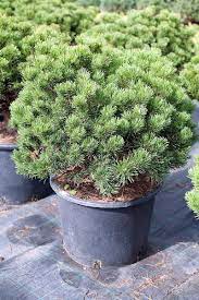 Сосна горная костер коттер (Pinus mugo Klosterkötter) С5 В.35-40 см
