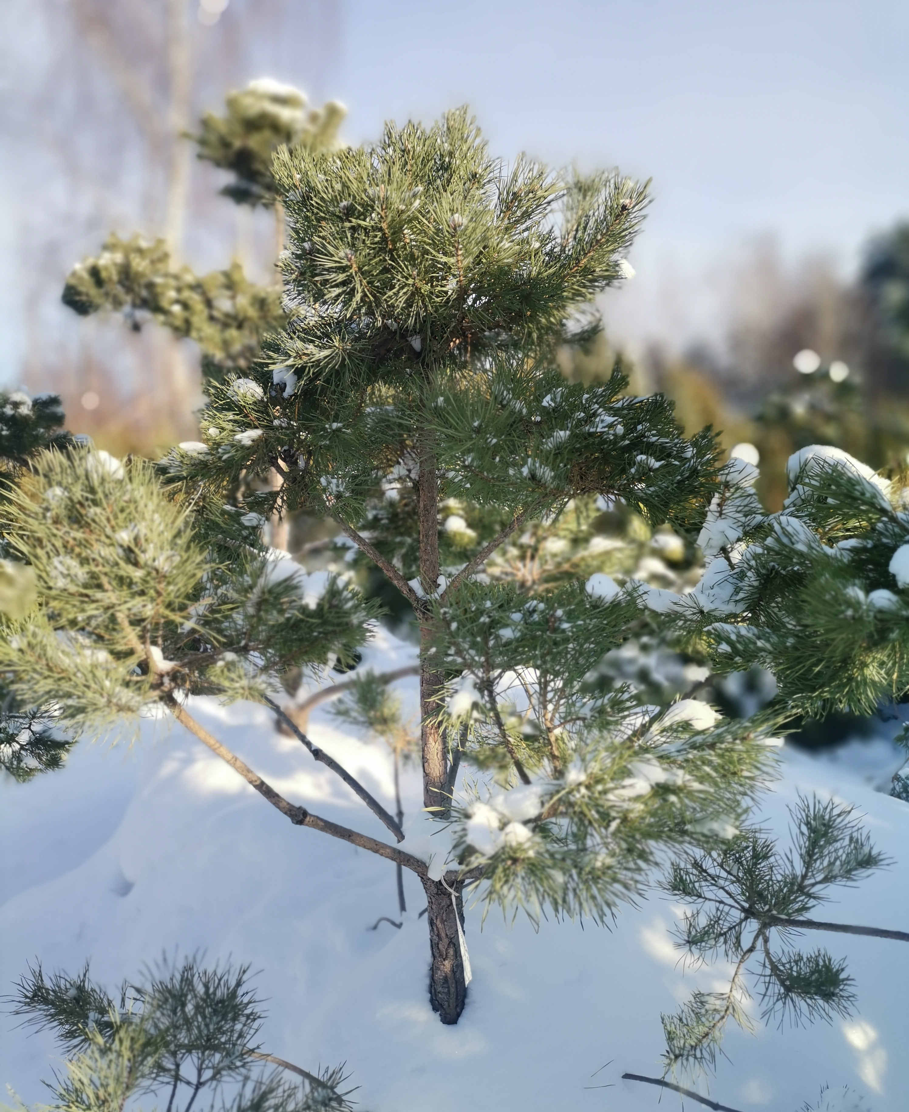 Сосна черная австрийская (Pinus nigra var. austriaca) С50 170-190 см формированная