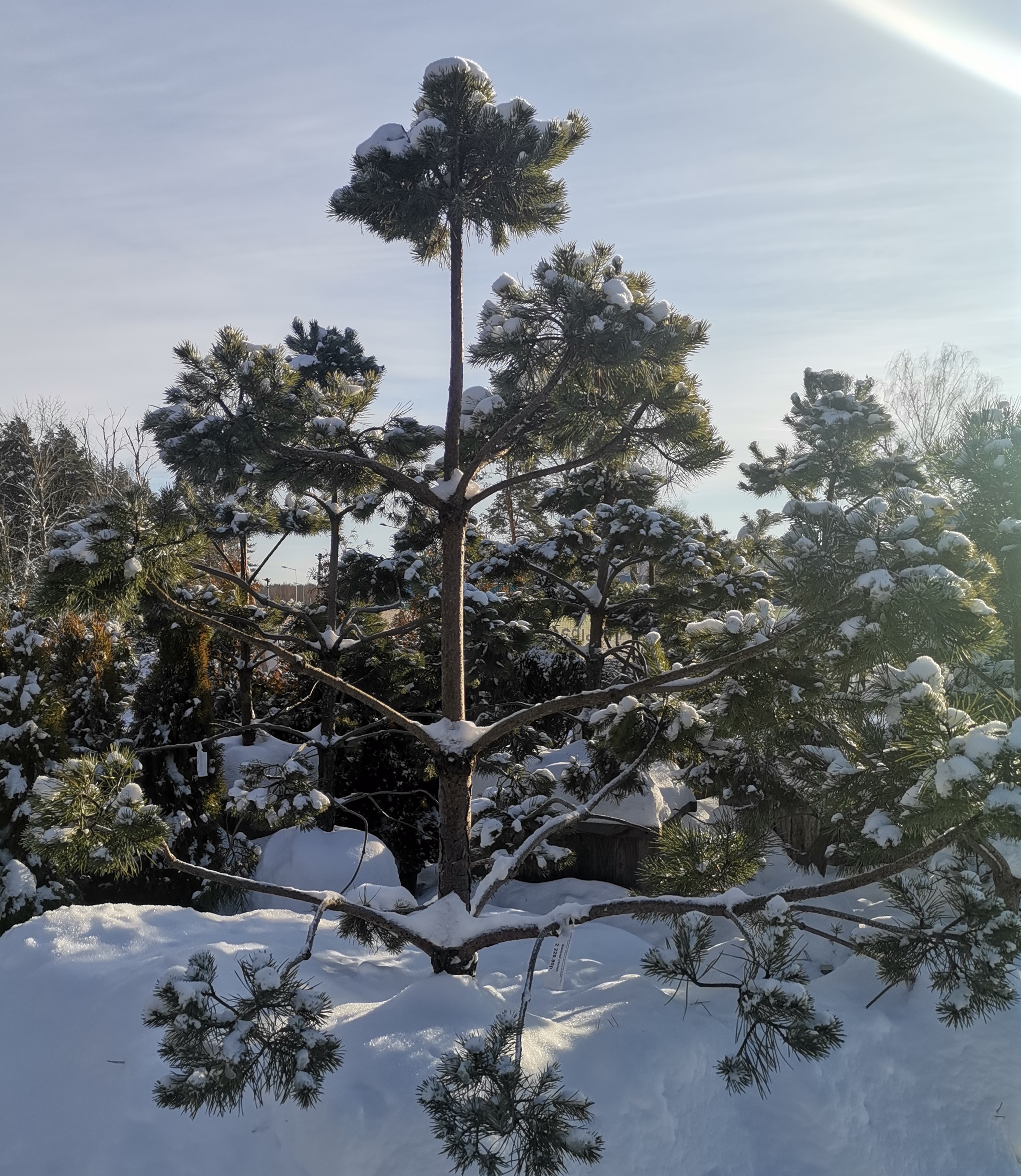 Сосна черная австрийская (Pinus nigra var. austriaca) С35 выс. 150 см