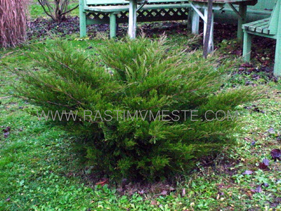 Можжевельник средний Мордиган Голд  (Juniperus pfitzeriana &lsquo;Mordigan Gold&rsquo;)