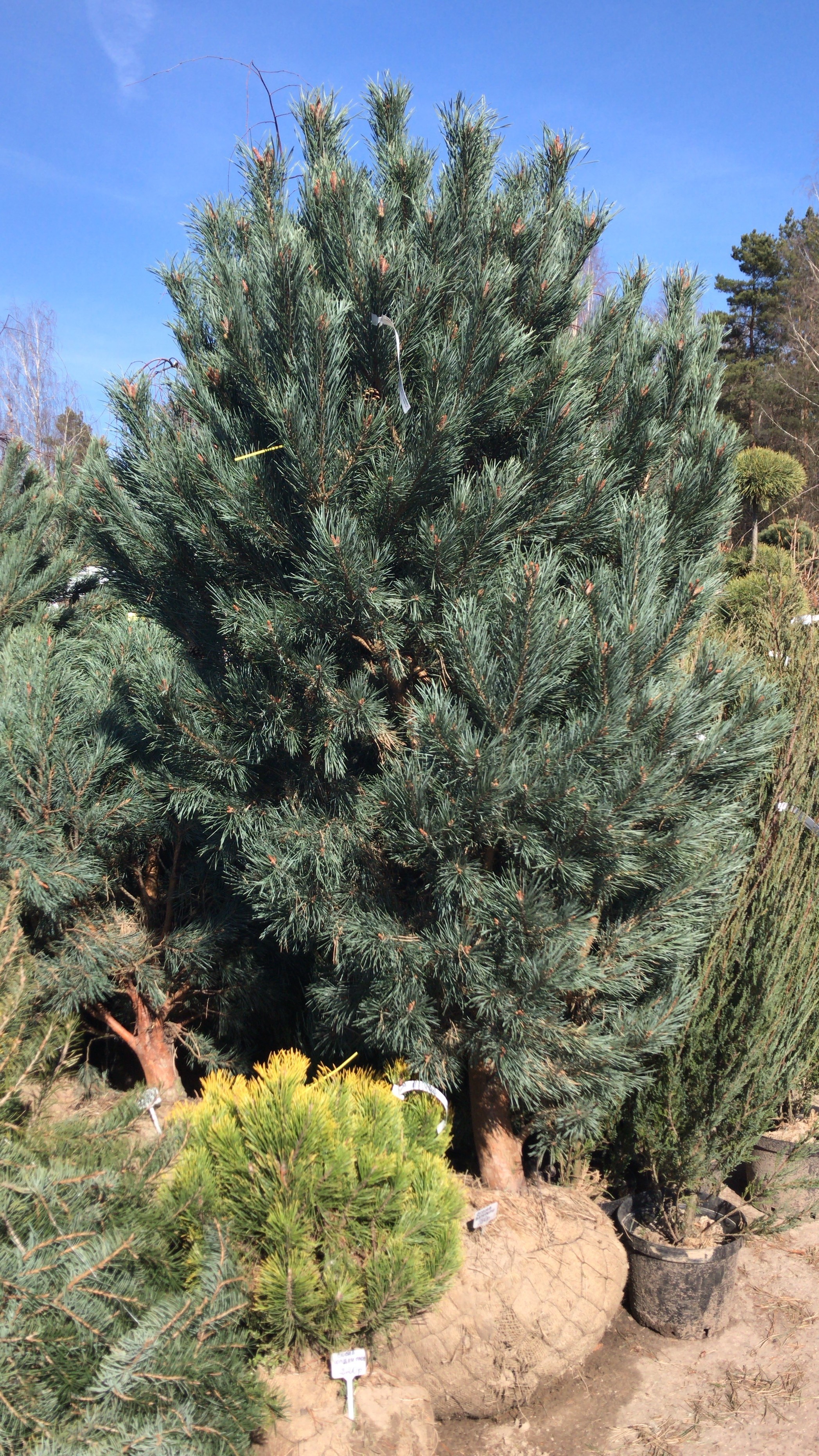 Сосна Ватерери (Pinus Watereri)