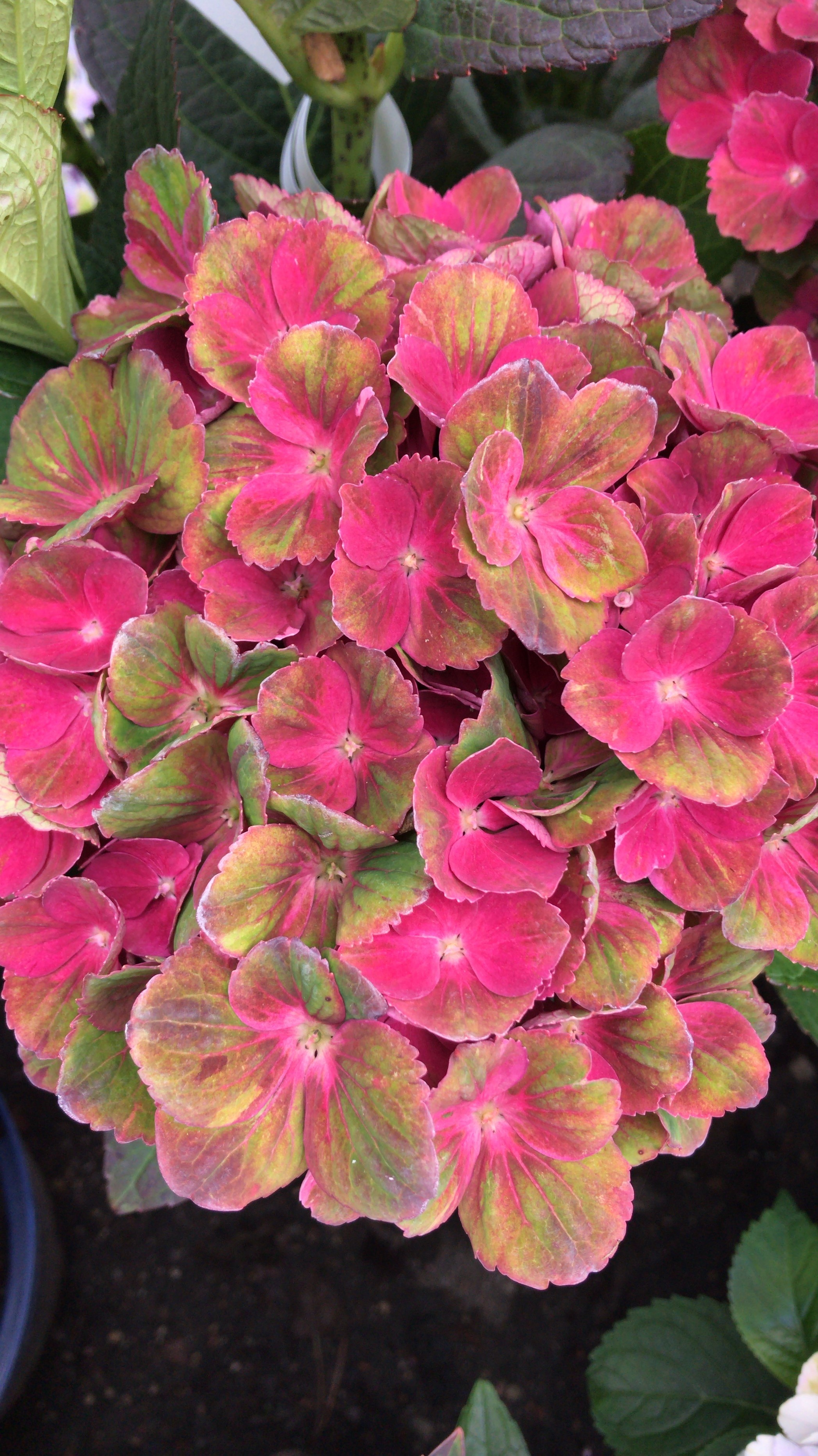 Гортензия Макрофила розово-жёлтая (Hydrangea macrophylla)