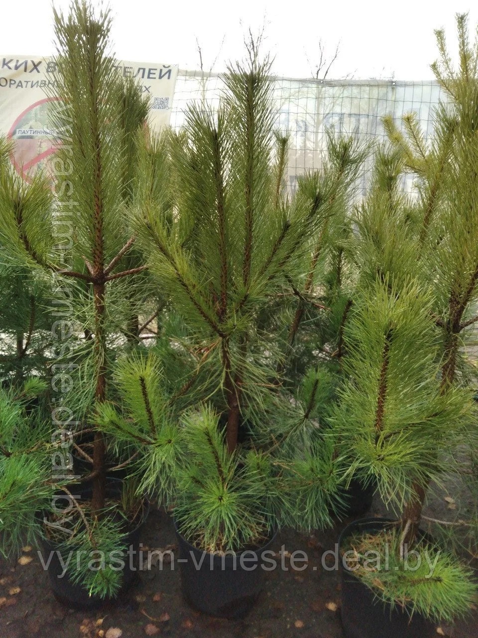 Сосна унцината / унчината крючковатая (Pinus uncinata) С10 выс.70-90 см.