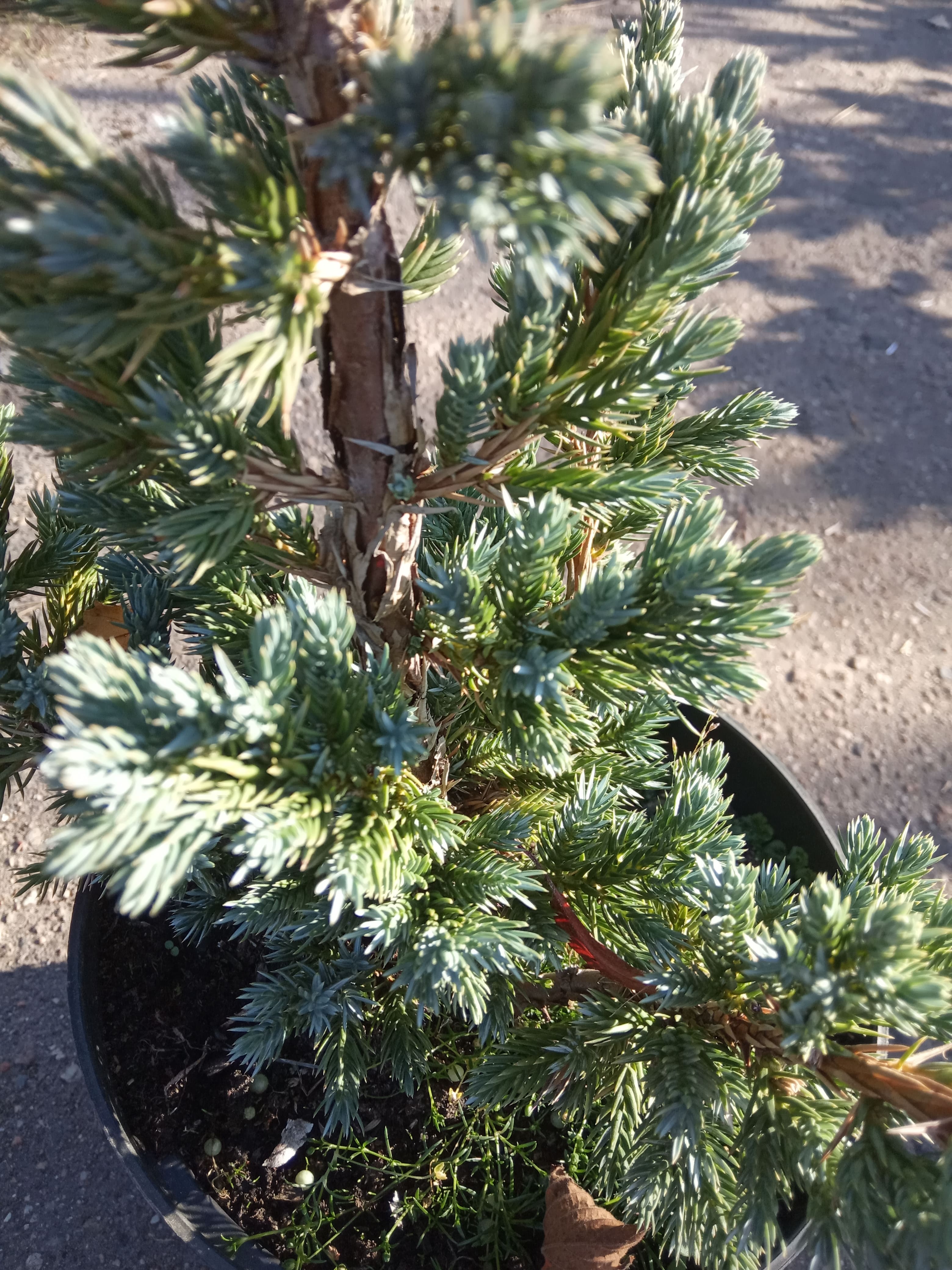 Можжевельник чешуйчатый «Мейери»  (Juniperus squamata «Meyeri»), С3, диам:30см