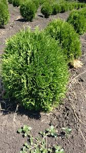 Туя западная Литл Джем (Little Gem), С10, выс:80-90см