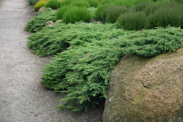 Можжевельник обыкновенный  Грин Карпет  (Juniperus  communis  'Green Carpet’), С3, диам:40-45см