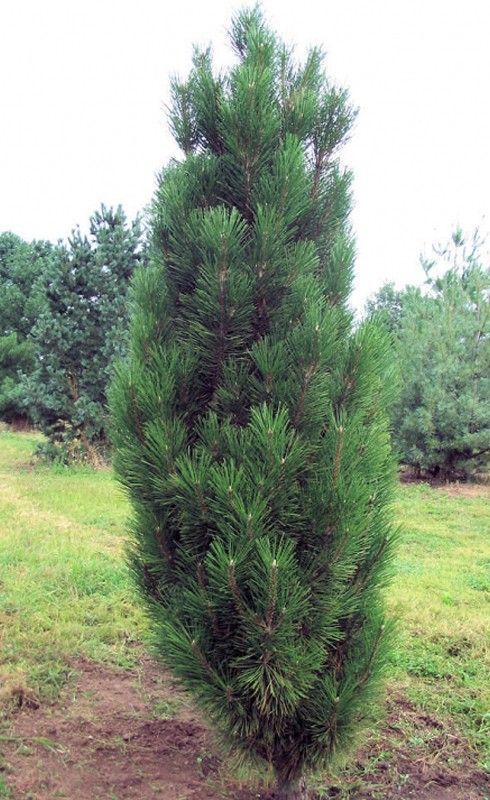 Сосна черная Грин Рокет (Pinus nigra Green Rocket), С35, выс:120см