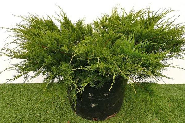 Можжевельник средний Минт Джулеп, С3, диам:40-50см
