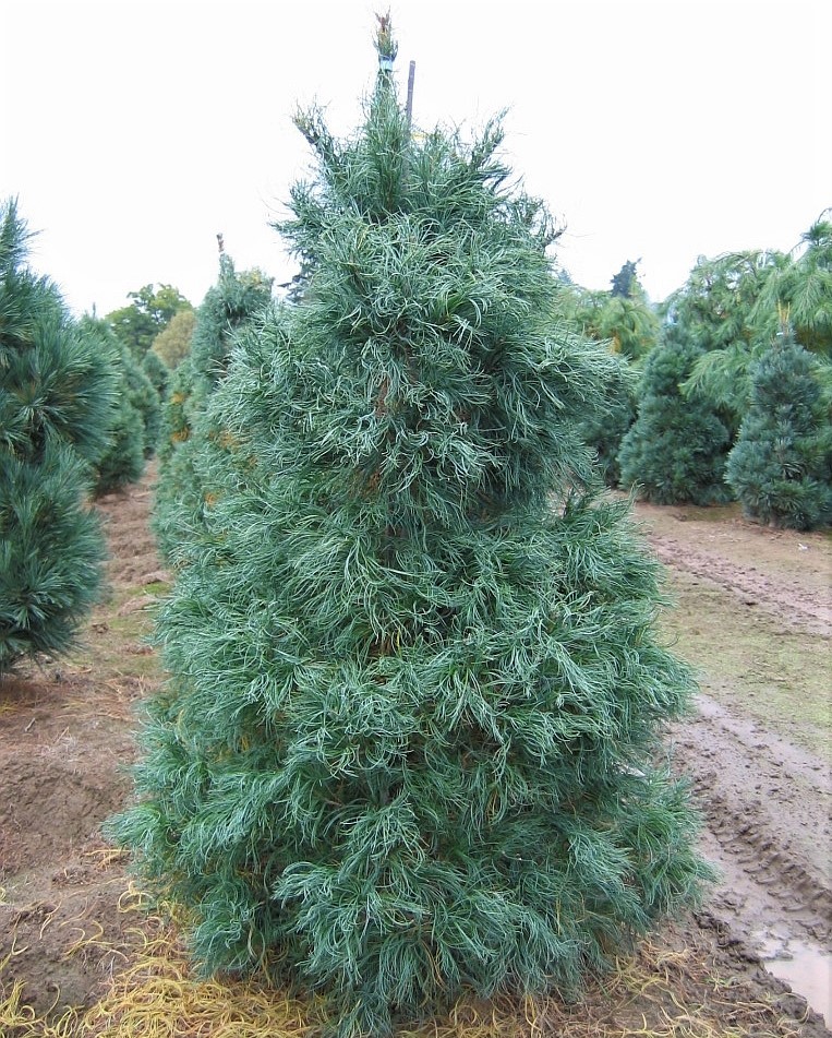 Сосна веймутова Торулоза  (Pinus strobus Torulosa) С5, выс. 60 см