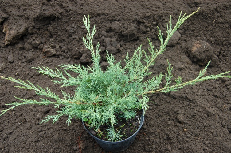 Можжевельник виргинский Хец (Juniperus virginiana Hetz), С3, диам:45-50см