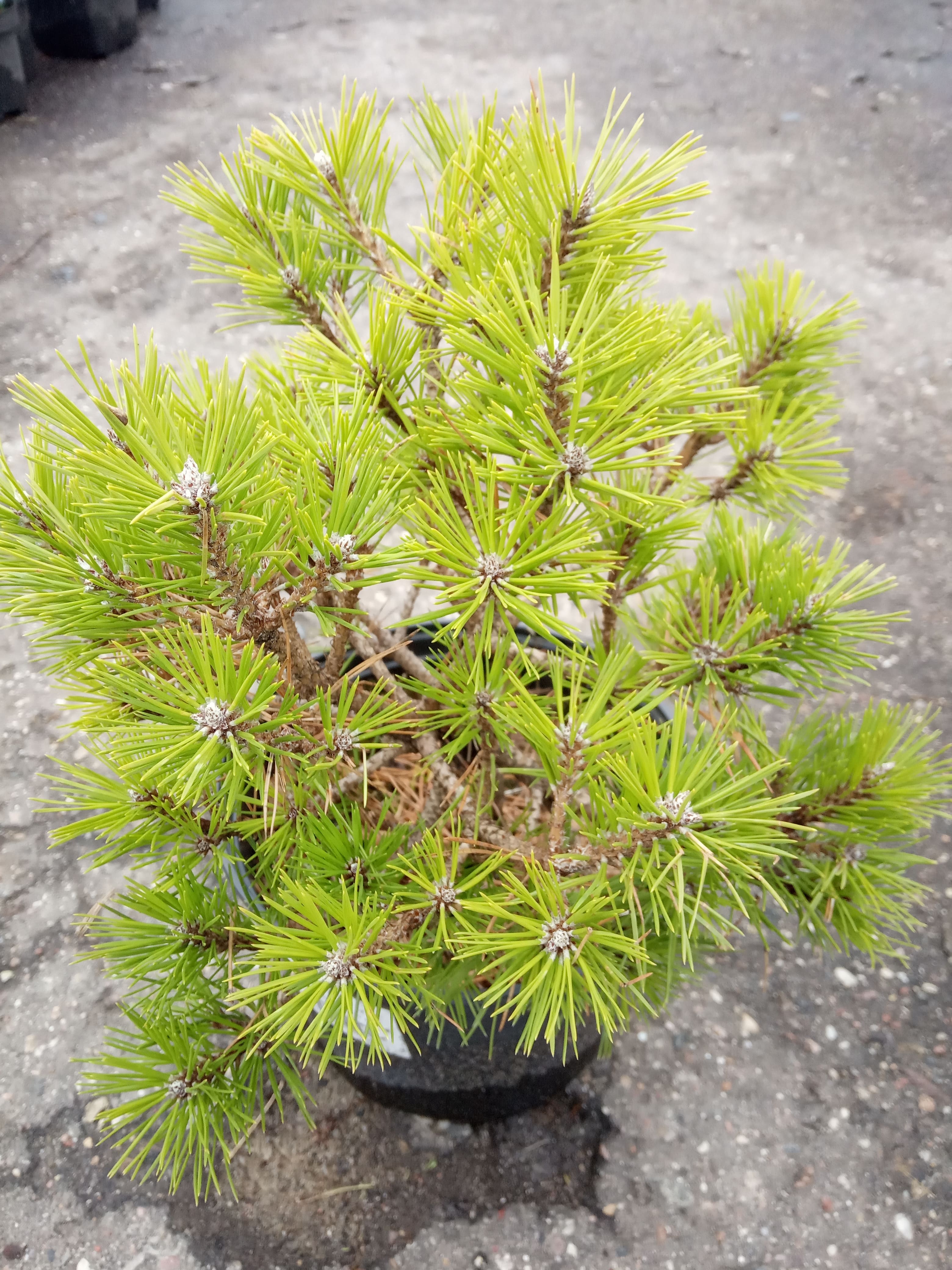 Сосна густоцветковая Жан Клуис Pinus densiflora Jane Kluis