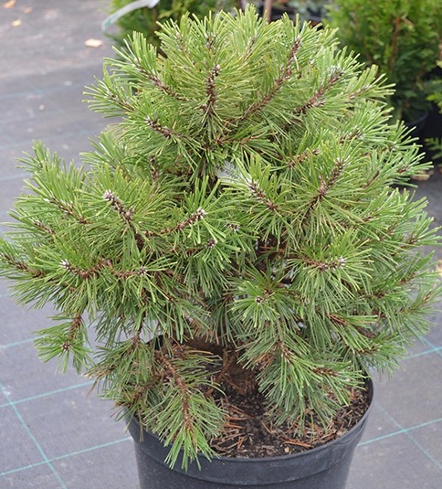 Сосна горная Гном (Pinus mugo Gnom), С10, выс:70-75см