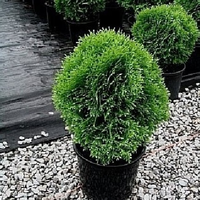 Туя западная `Литтл Доррит", С20, выс:70см