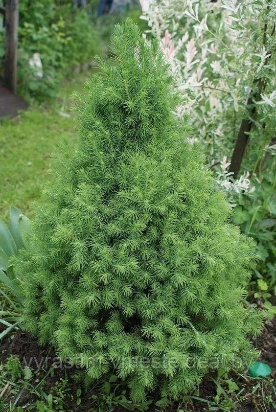 Ель канадская Коника (Picea glauca ‘Conica’)С 35 В.80-90 см