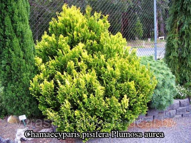 Кипарисовик горохоплодный «Plumosa Aurea» (Плюмоза Ауреа), С5, выс.30-40см