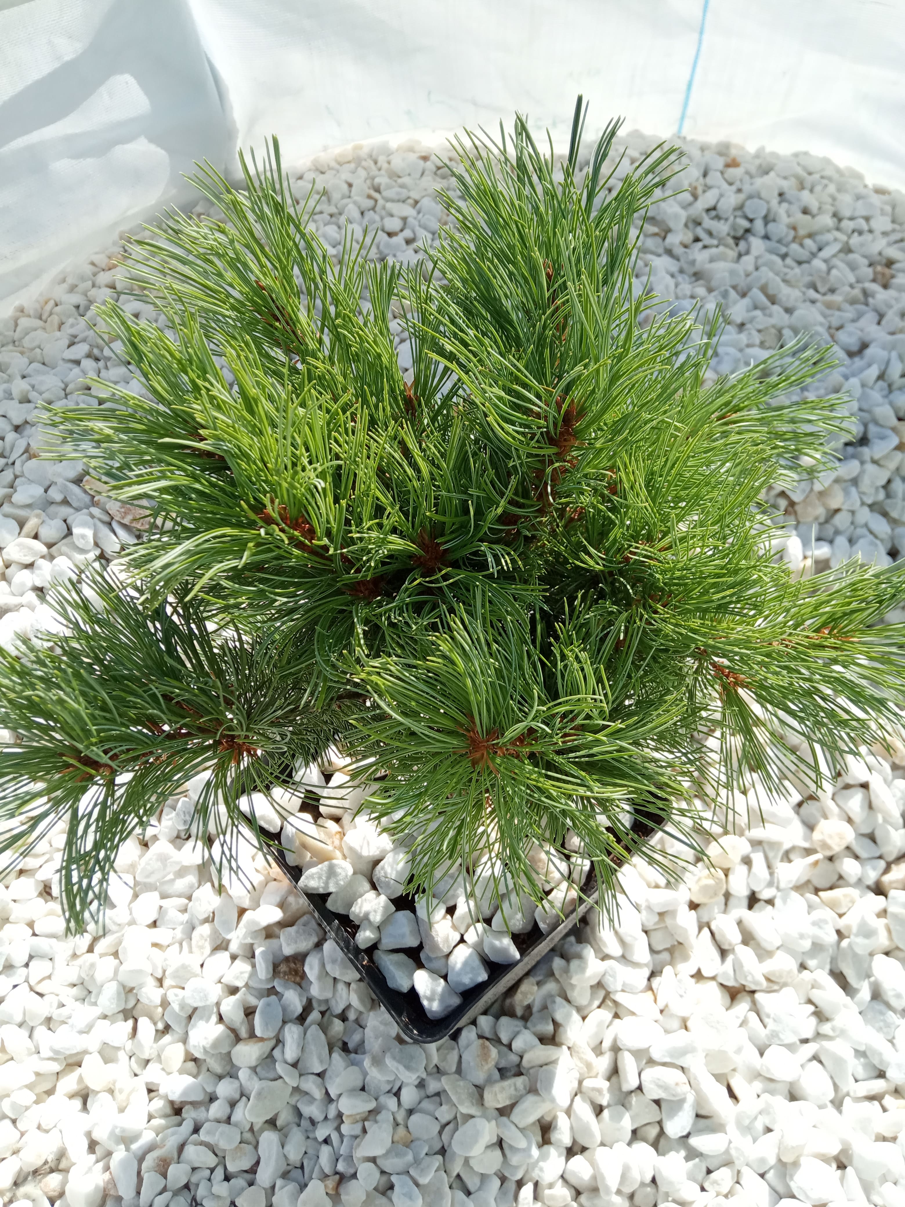 Сосна мелкоцветковая Schoon&rsquo;s Bonsai