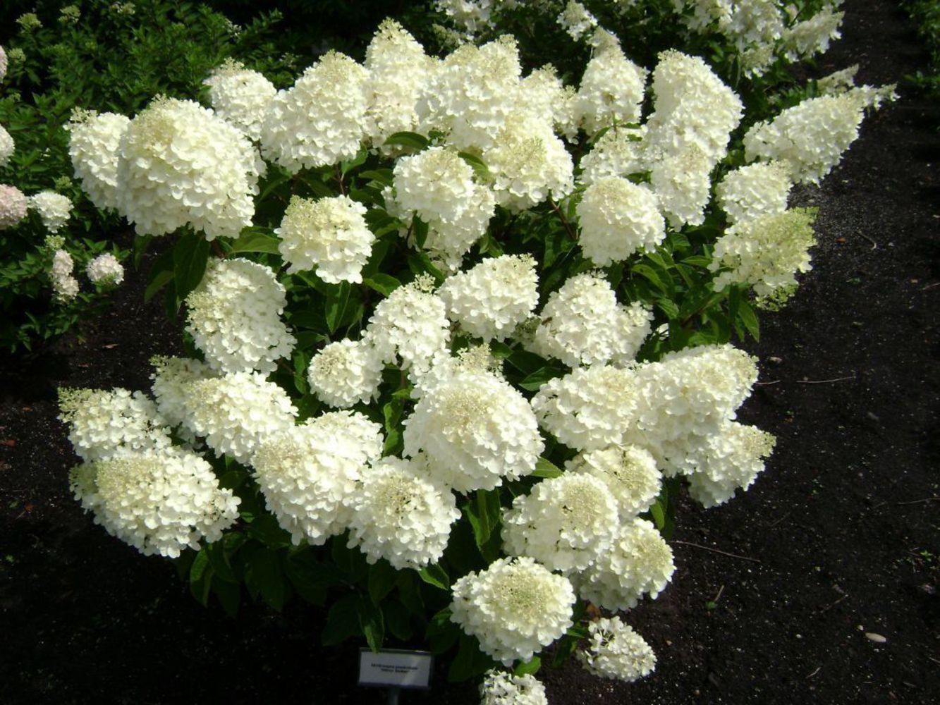 Гортензия метельчатая Сильвер Доллар ("Silver Dollar"), С2, выс:50-70 см