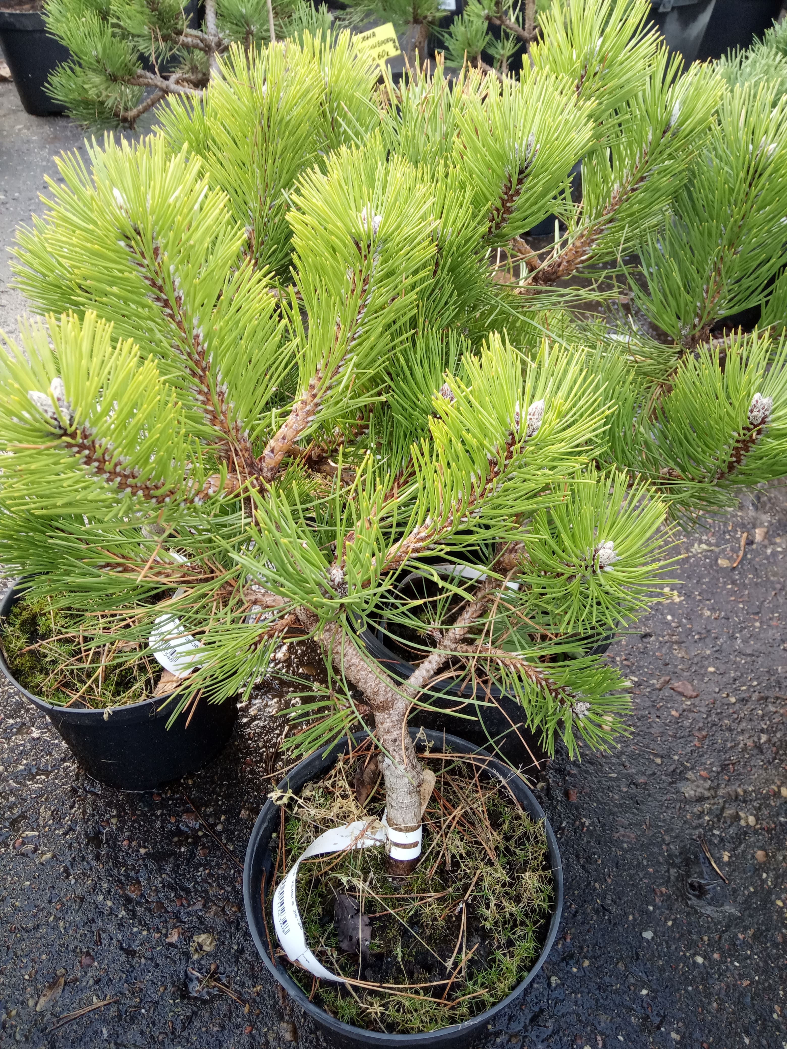 Сосна чёрная Хельга Pinus nigra Helga