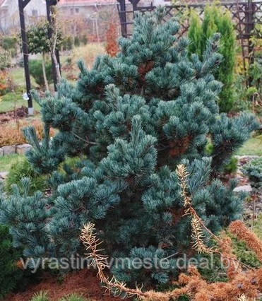 Сосна мелкоцветковая Негиши ( Pinus parviflora Negishi) С5 выс. 90 см