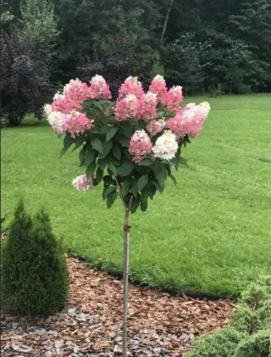 Гортензия на штамбе (в ассортименте), С10, выс:170 см