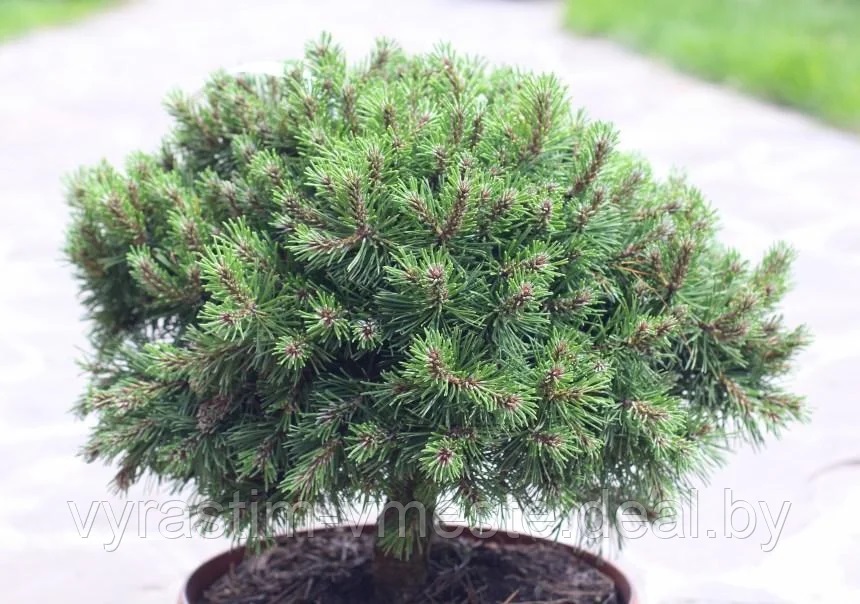 Сосна горная Лилипут (Pinus mugo Lilliput) С5 выс.40 см