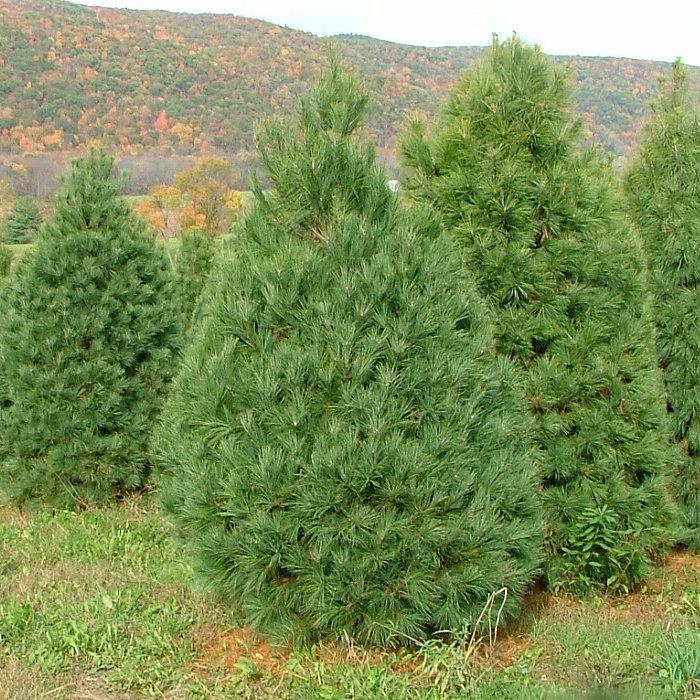 Сосна веймутова (Pinus strobus)  С5 выс. 55-60 см