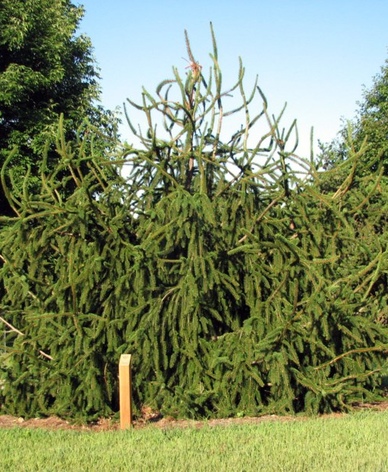 Ель обыкновенная Виргата Глаука  (Picea pungens Virgata Glauca), С20, выс. 160-180 см 