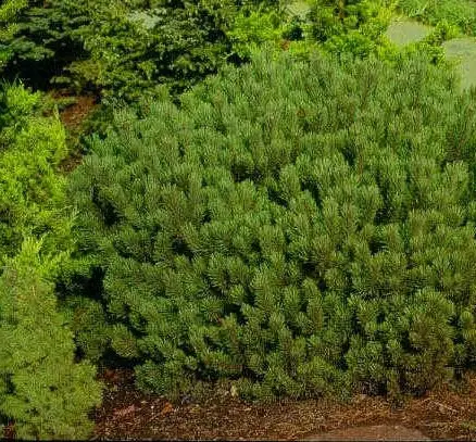 Сосна горная Есвелд Селект (Pinus mugo Esveld Select) С10, выс. 35-40 см