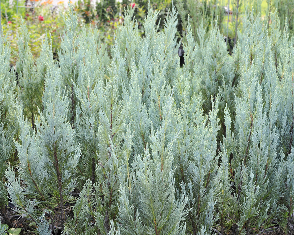 Можжевельник скальный Мунглоу (Juniperus scopulorum &laquo;Moonglow&raquo;), С3, выс:60-70см